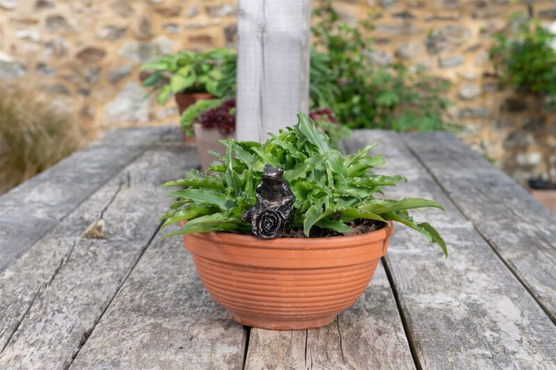 Frog On A Log Plant Drip Feeder Cover & Feed