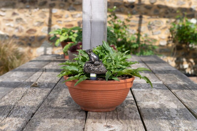 Frog On A Log Plant Drip Feeder Cover & Feed - Image 6