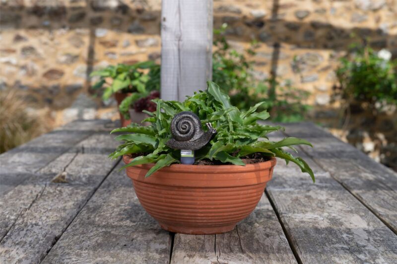 Snail Plant Drip Feeder Cover & Feed