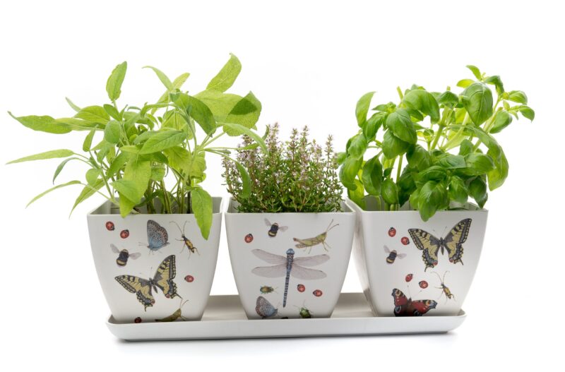 Iona Buchanan Insects Eco Pots Set of 3 With Tray - Gift Packaged - Image 8