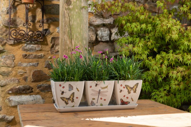 Iona Buchanan Insects Eco Pots Set of 3 With Tray - Gift Packaged