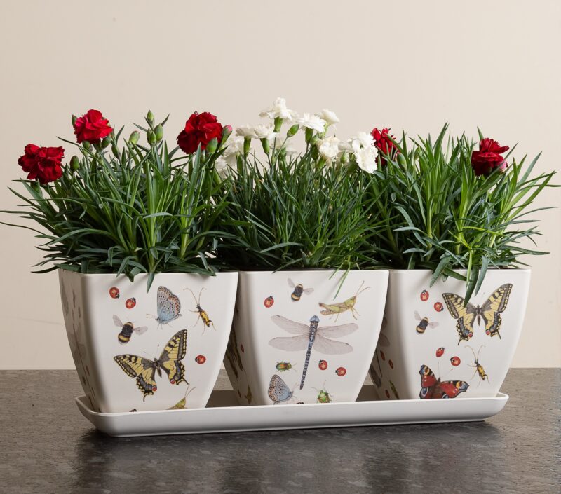 Iona Buchanan Insects Eco Pots Set of 3 With Tray - Gift Packaged - Image 7