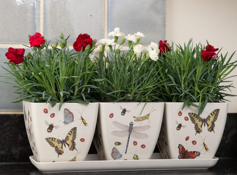 Iona Buchanan Insects Eco Pots Set of 3 With Tray - Gift Packaged - Image 5