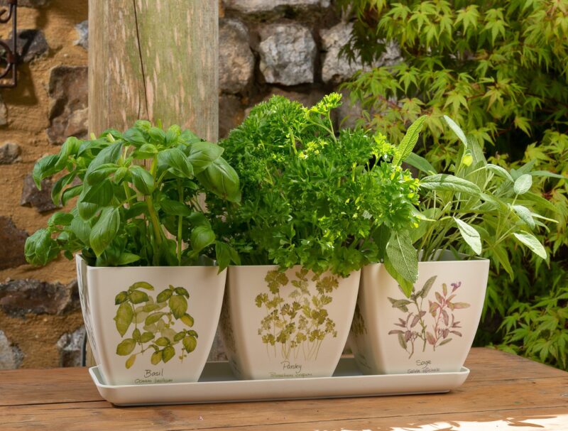 Iona Buchanan Herbs Eco Pots Set of 3 With Tray - Gift Packaged - Image 9