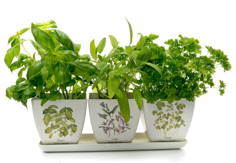 Iona Buchanan Herbs Eco Pots Set of 3 With Tray - Gift Packaged - Image 8