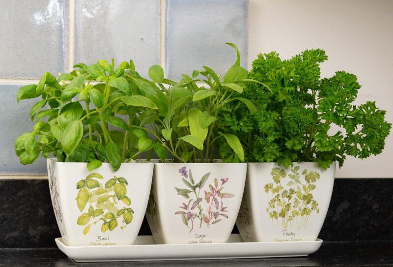 Iona Buchanan Herbs Eco Pots Set of 3 With Tray - Gift Packaged - Image 5