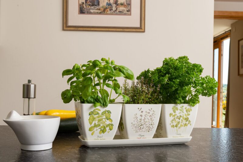 Iona Buchanan Herbs Eco Pots Set of 3 With Tray - Gift Packaged - Image 3