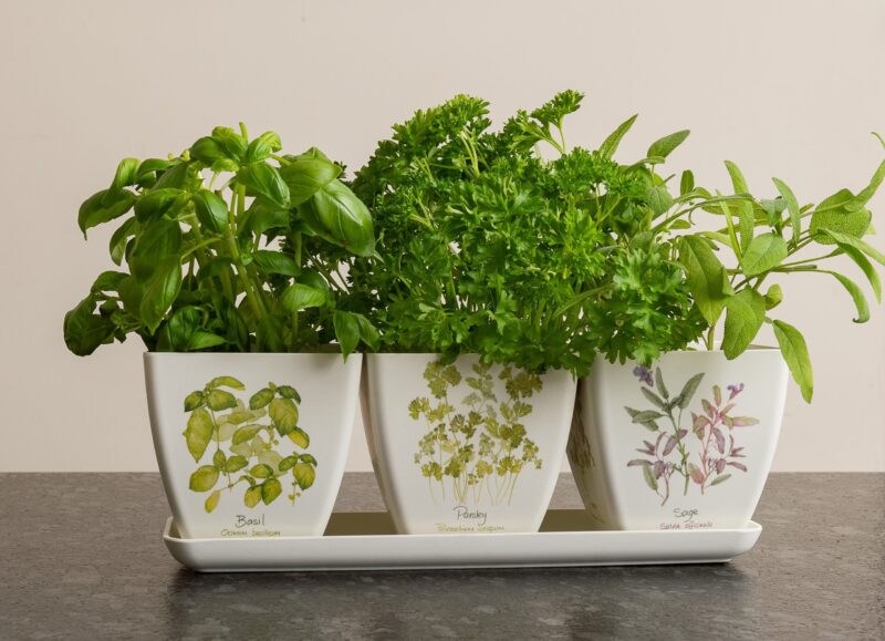 Iona Buchanan Herbs Eco Pots Set of 3 With Tray - Gift Packaged - Image 2