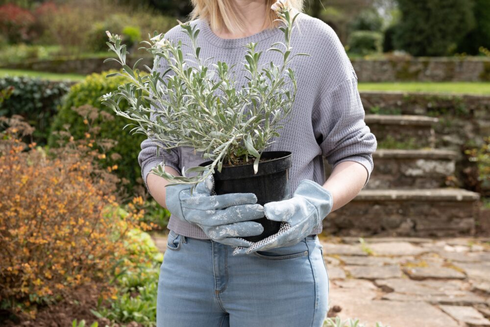 Beatrix Potter Peter Rabbit Gardening Gloves - Image 2