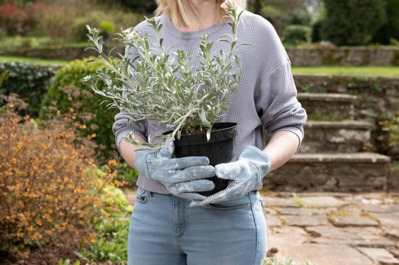 Beatrix Potter Peter Rabbit Gardening Gloves - Image 2