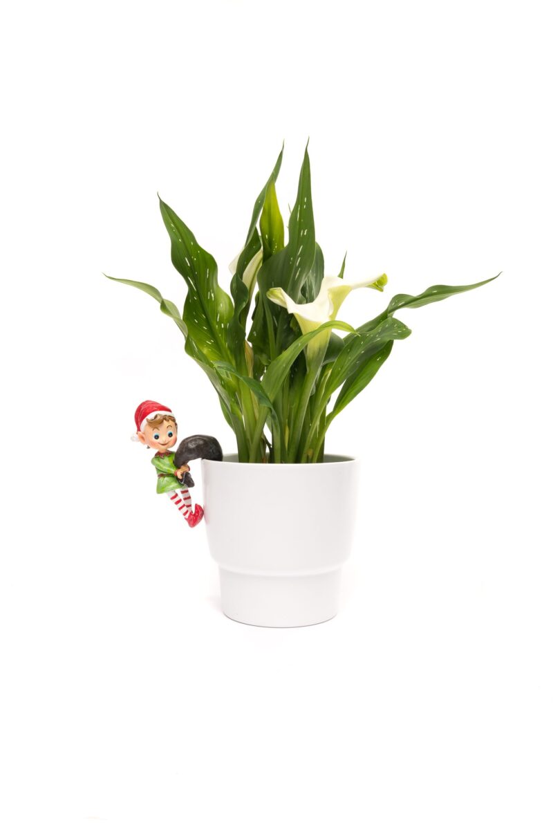 Pot Buddies Christmas Naughty Elf Plant Pot Hanger - Image 3