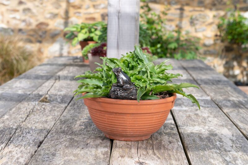 Frog On A Log Plant Drip Feeder Cover & Feed - Image 8