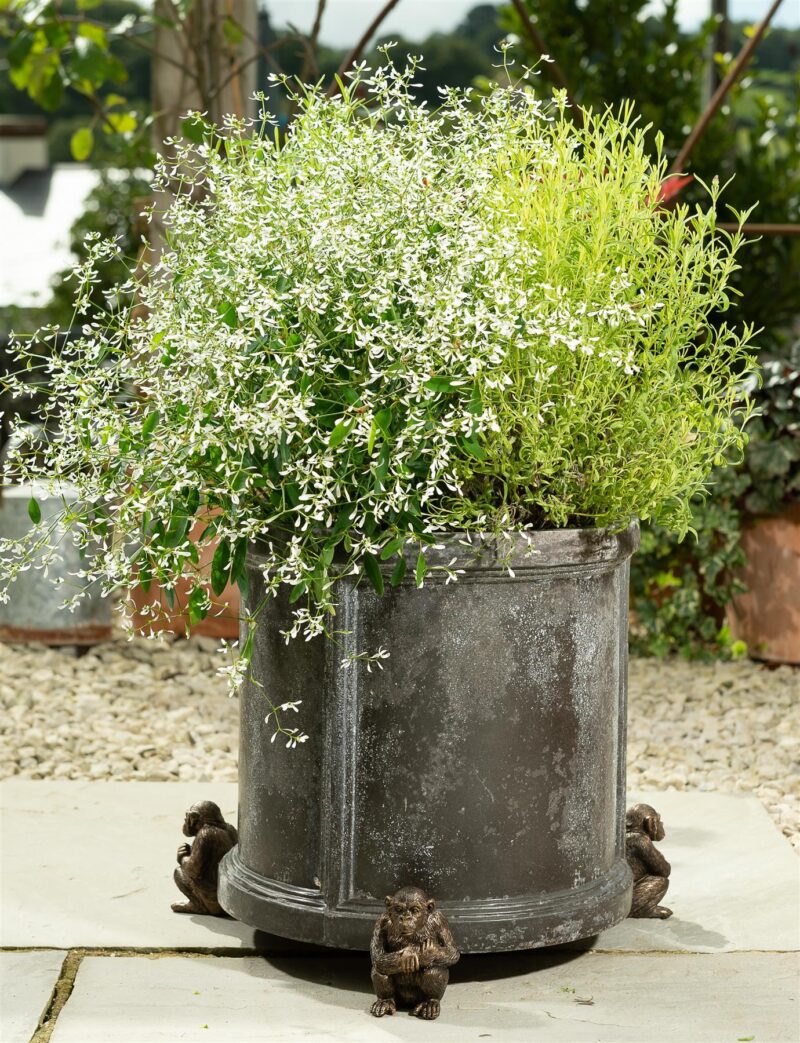 Chimpanzee Plant Pot Feet - Set of 3 - Image 3