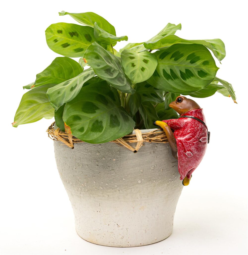Beatrix Potter Mr. Jeremy Fisher Plant Pot Hanger - Image 6