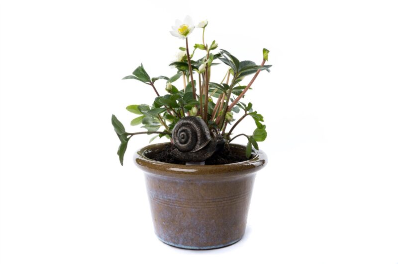 Snail Plant Drip Feeder Cover & Feed - Image 3