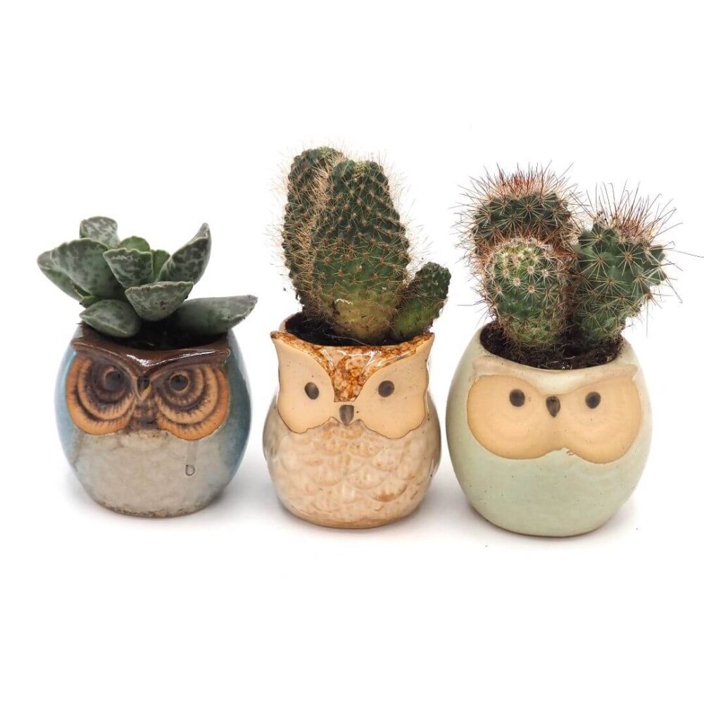 Owl Ceramic Planters with Saucers - Set of Three - Blue, Brown & Mint - Image 2