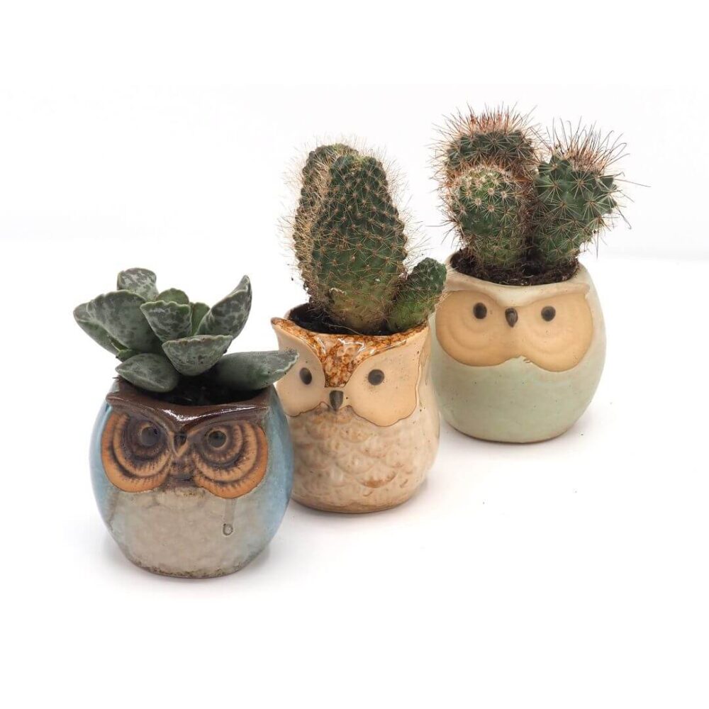 Owl Ceramic Planters with Saucers - Set of Three - Blue, Brown & Mint - Image 5