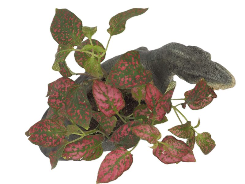 T-Rex Dinosaur Planter - Image 9