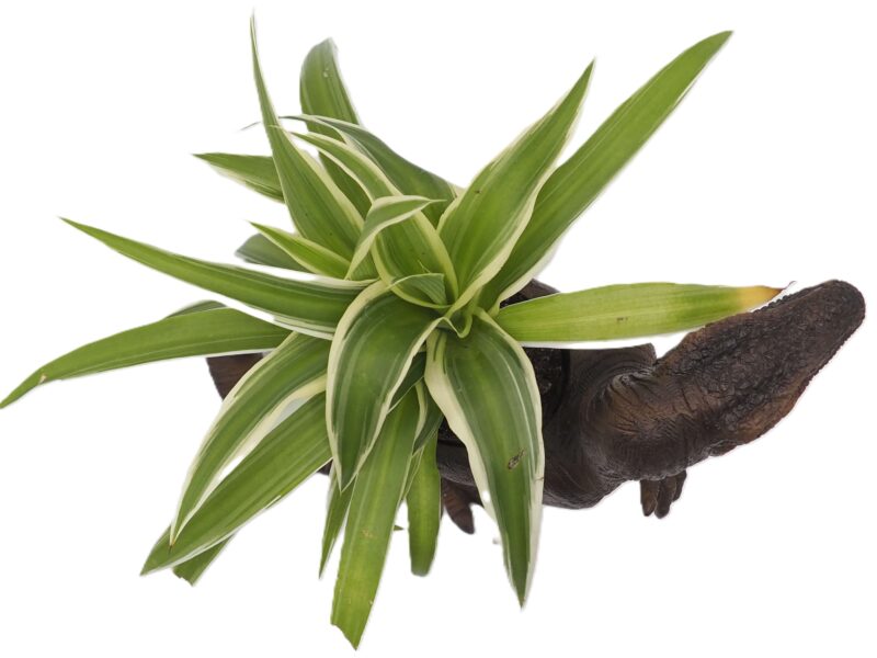 Velociraptor Dinosaur Planter - Image 13